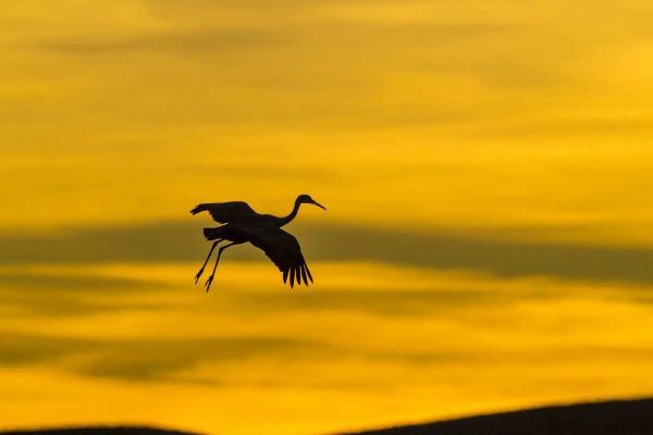 New Mexico Silhouette of Sandhill crane flying